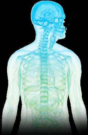 Human Anatomy Illustration